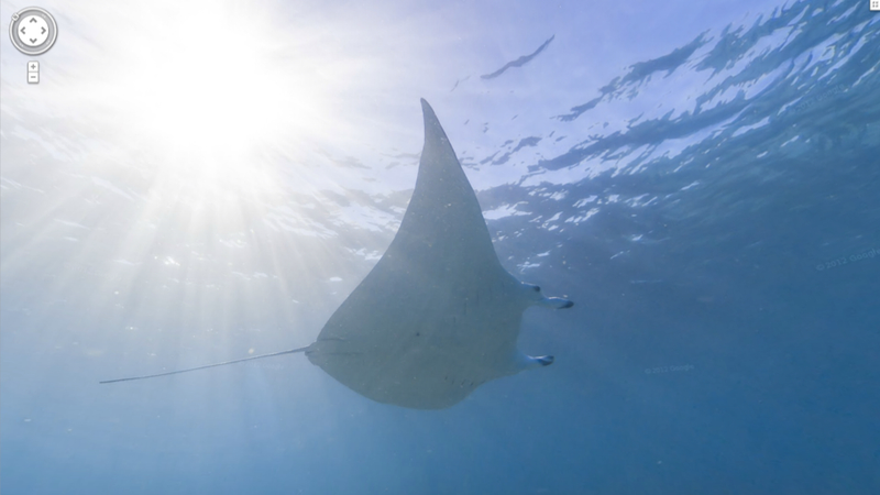 Illustration for article titled Google launches underwater Street View, blows everyone's goddamn mind